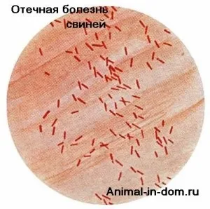 Набрякла хвороба свиней, лікування домашніх тварин