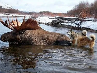 Полювання на лося