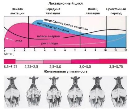 Оцінка вгодованості молочної худоби, велику рогату худобу (оцінка корів) Оцінка вгодованості молочної худоби, велику рогату худобу