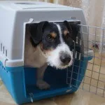 Перенесення для собак як вибрати, як підібрати розмір і ін (перенесення) Перенесення для собак як вибрати, як підібрати розмір і ін