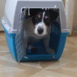 Перенесення для собак як вибрати, як підібрати розмір і ін (розмір) Перенесення для собак як вибрати, як підібрати розмір і ін