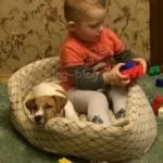 Перенесення для собак як вибрати, як підібрати розмір і ін (перенесення) Перенесення для собак як вибрати, як підібрати розмір і ін