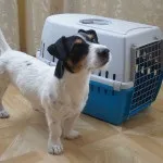 Перенесення для собак як вибрати, як підібрати розмір і ін (розмір) Перенесення для собак як вибрати, як підібрати розмір і ін