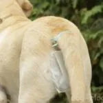 Перенесення для собак як вибрати, як підібрати розмір і ін (перенесення) Перенесення для собак як вибрати, як підібрати розмір і ін