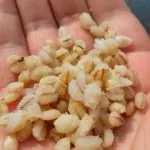 Перловка для риболовлі, як приготувати перловку (приготувати) Перловка для риболовлі, як приготувати перловку