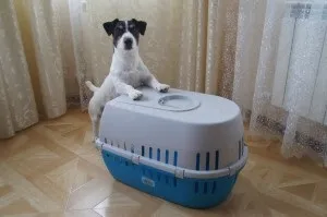 Перенесення для собак як вибрати, як підібрати розмір і ін (собак) Перенесення для собак як вибрати, як підібрати розмір і ін