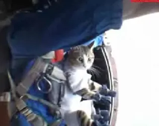 перший кіт