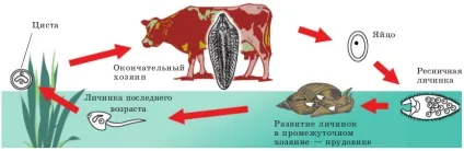 печінковий сисун