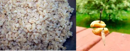 Перловка для риболовлі, як приготувати перловку (приготувати) Перловка для риболовлі, як приготувати перловку