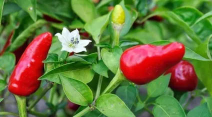 Перець на балконі як виростити (може варіюватися межах) Перець на балконі як виростити
