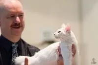 Розплідник ангорських кішок solkhat (кішки) Розплідник ангорських кішок solkhat