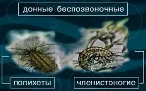 Харчування і їжа ляща »(ляща) Харчування і їжа ляща »
