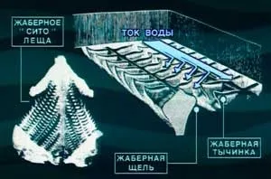 Харчування і їжа ляща »(харчування) Харчування і їжа ляща »
