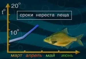 Харчування і їжа ляща »(їжа) Харчування і їжа ляща »