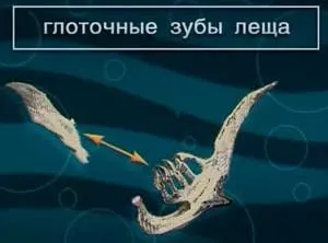 Харчування і їжа ляща »(зяброві тичинки які) Харчування і їжа ляща »