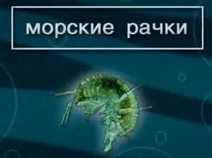 Харчування і їжа ляща »(їжа) Харчування і їжа ляща »