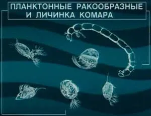 Харчування і їжа ляща »(зяброві тичинки які) Харчування і їжа ляща »