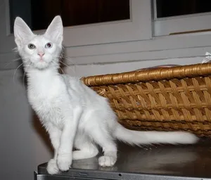 Розплідник ангорських кішок solkhat (гризуни) Розплідник ангорських кішок solkhat