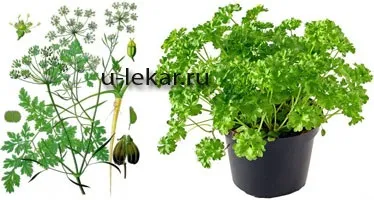 Петрушка кучерява (петрушка городня)