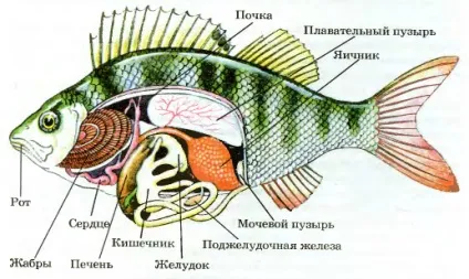 Травна система риб