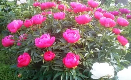 Півонії - коли пересаджувати, садити, як доглядати (півонії) Півонії - коли пересаджувати, садити, як доглядати