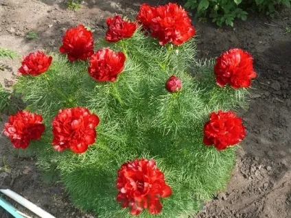 Півонії - коли пересаджувати, садити, як доглядати (пересаджувати) Півонії - коли пересаджувати, садити, як доглядати