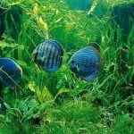 Чому гниють рослини в акваріумі, рибки будинку (чому) Чому гниють рослини в акваріумі, рибки будинку