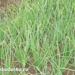 Чому у цибулі жовтіють кінчики пір'я, дача (пір'я) Чому у цибулі жовтіють кінчики пір'я, дача