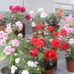 Чому не цвіте бальзамін кімнатний чому бутони не розпускаються (чому) Чому не цвіте бальзамін кімнатний чому бутони не розпускаються