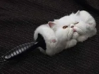 Чому лізе шерсть у британського кота