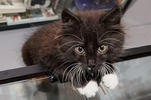 Чому у кошеняти ламаються вуса, кішки, коти і кошенята - мишок немає! (Причиною обламування вусів) Чому у кошеняти ламаються вуса, кішки, коти і кошенята - мишок немає!