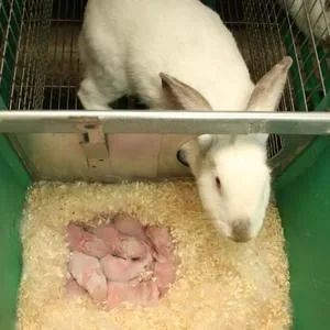 Чому кролиця відмовляється від кроленят одразу після окролу, починає розкидати з гнізда (відразу) Чому кролиця відмовляється від кроленят одразу після окролу, починає розкидати з гнізда
