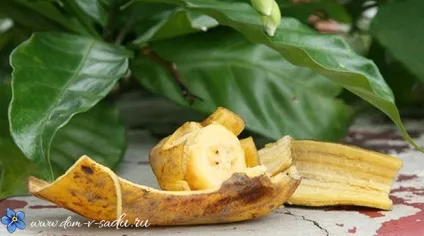 Підживлення для квітів з бананової шкірки (шкірки) Підживлення для квітів з бананової шкірки