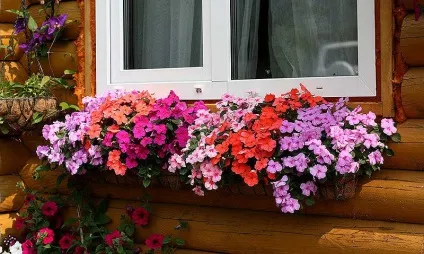 Чому не цвіте бальзамін кімнатний чому бутони не розпускаються (чому) Чому не цвіте бальзамін кімнатний чому бутони не розпускаються