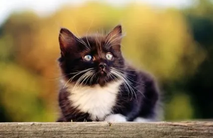 Чому у кошеняти ламаються вуса, кішки, коти і кошенята - мишок немає! (Ламаються) Чому у кошеняти ламаються вуса, кішки, коти і кошенята - мишок немає!
