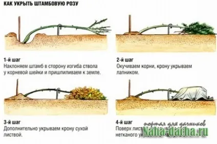 Детально як доглядати за трояндами - дача своїми руками будуємо, садимо, прикрашаємо, робимо на дачі (штамбових троянд) Детально як доглядати за трояндами - дача своїми руками будуємо, садимо, прикрашаємо, робимо на дачі
