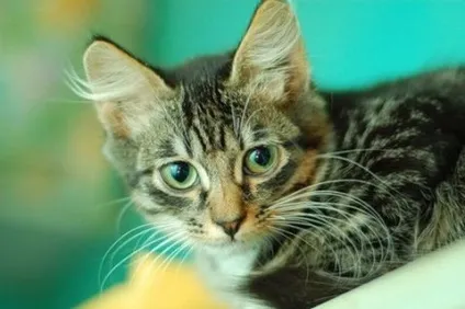 Чому у кошеняти ламаються вуса, кішки, коти і кошенята - мишок немає! (Причиною обламування вусів) Чому у кошеняти ламаються вуса, кішки, коти і кошенята - мишок немає!