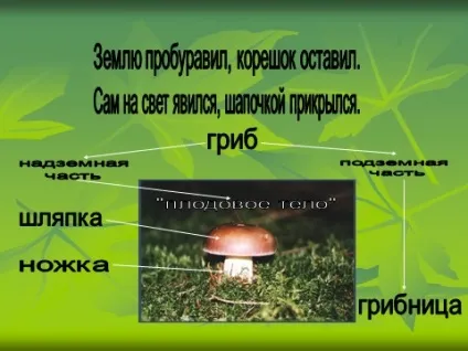 Чому грибам не потрібно рухатися 3 клас (чому) Чому грибам не потрібно рухатися 3 клас