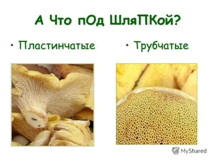 Чому грибам не потрібно рухатися 3 клас (майнкрафт як зробити генератор алмазів) Чому грибам не потрібно рухатися 3 клас