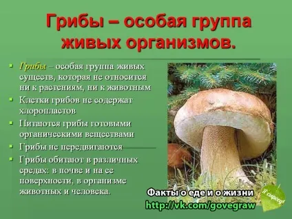 Чому грибам не потрібно рухатися 3 клас (чому) Чому грибам не потрібно рухатися 3 клас
