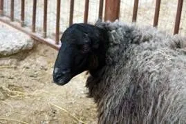 Напівгрубововняні породи овець, породи овець (овець) Напівгрубововняні породи овець, породи овець