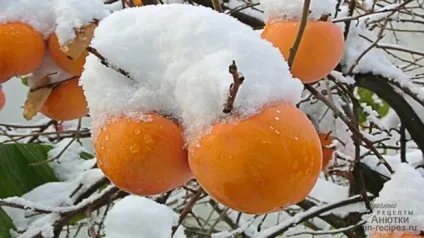 Користь і шкода хурми