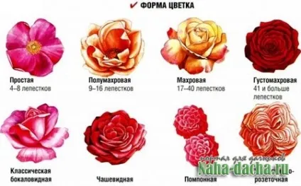 Детально як доглядати за трояндами - дача своїми руками будуємо, садимо, прикрашаємо, робимо на дачі (саджанці) Детально як доглядати за трояндами - дача своїми руками будуємо, садимо, прикрашаємо, робимо на дачі