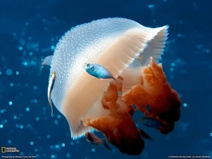 Підводний світ морських мешканців