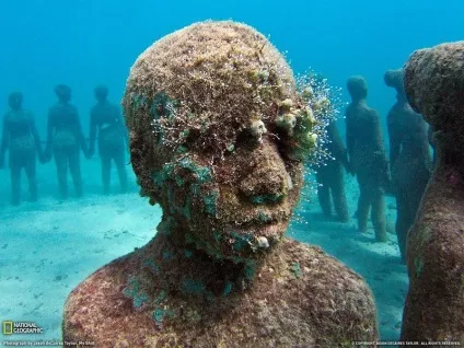 Підводний світ морських мешканців