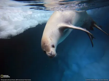 Підводний світ морських мешканців