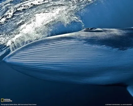 Підводний світ морських мешканців