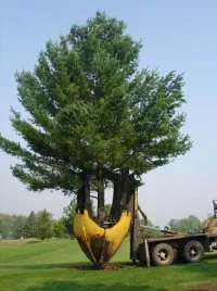 Преміум ліс, розплідник крупномірів, продаж і посадка крупномірів в Москві і області (преміум) Преміум ліс, розплідник крупномірів, продаж і посадка крупномірів в Москві і області