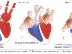 Препарати зміцнюють серцевий м'яз, народні рецепти лікування і профілактики (м'яз) Препарати зміцнюють серцевий м'яз, народні рецепти лікування і профілактики