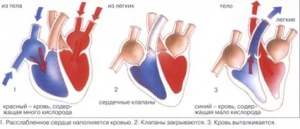 Препарати зміцнюють серцевий м'яз, народні рецепти лікування і профілактики (лікування) Препарати зміцнюють серцевий м'яз, народні рецепти лікування і профілактики